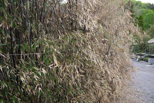 hecke-phyllostachys-nigra-winterschaden-bambuswald0150fbed2dd6047