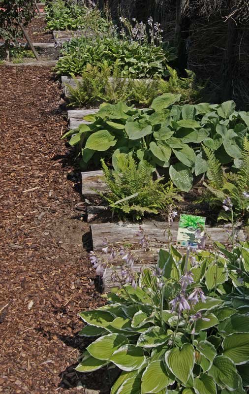 hosta-in-sorten-bambuswald1 Gelbgrüne Funkie, Hosta x fortunei Gold Standard