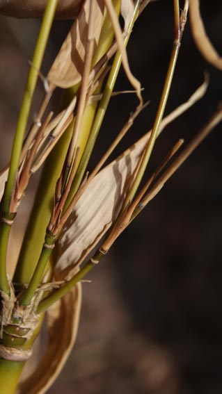 fragesia-robusta-winterschaden50fc0adf5315a