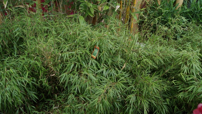 fargesia-rufa-bambuswald Universaler Gartenbambus Fargesia rufa