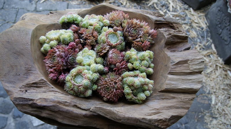 50cm-oval-800x450 Teak- Wurzel Schale rund