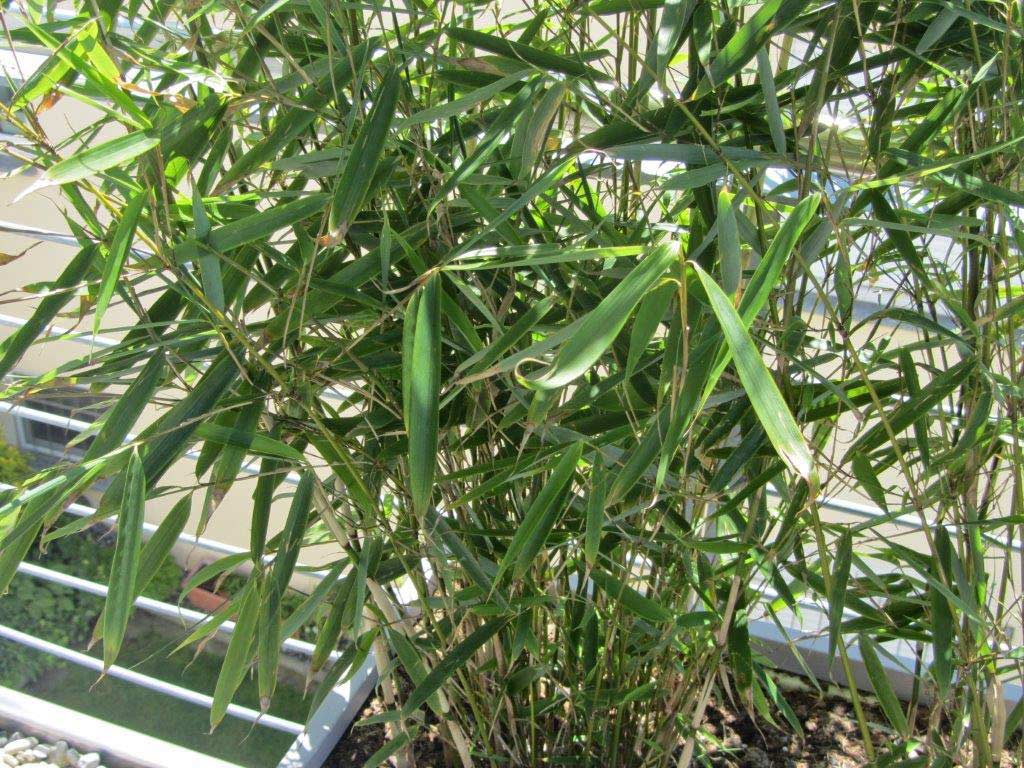 Fargesia-robusta-Campbell-Zebra-Bambus-Bambuswald6 Fargesia Robusta Campbell - Zebrabambus