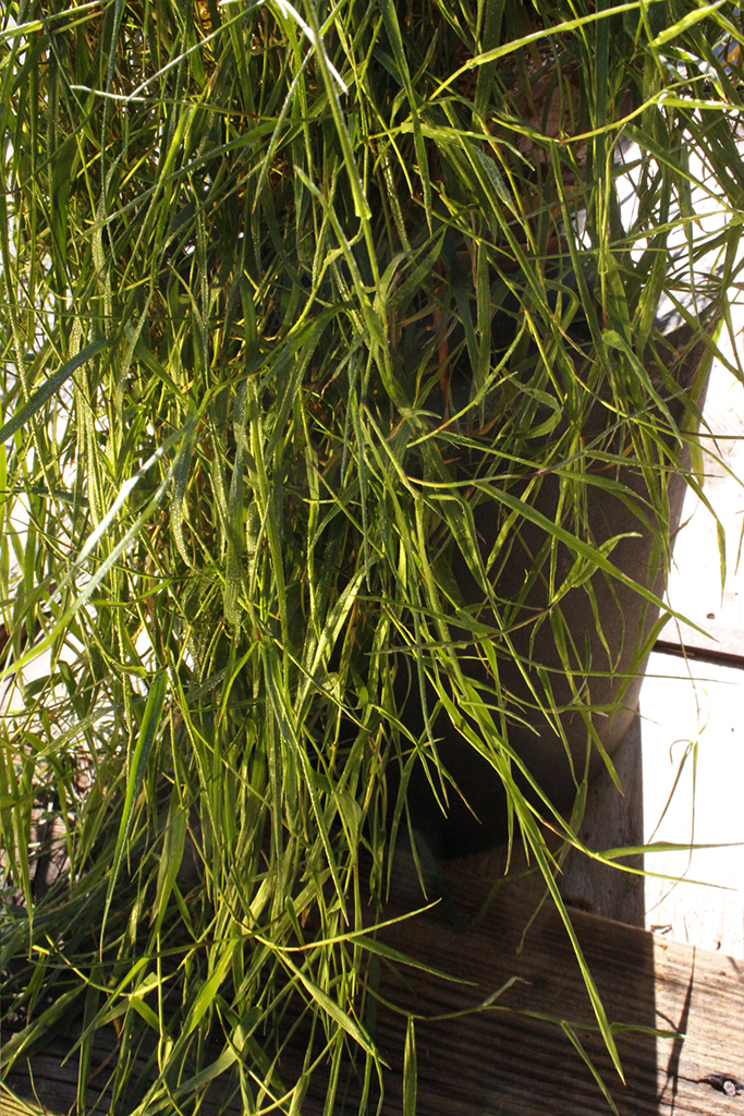 Hänge-Bambus, Agrostis stolonifera