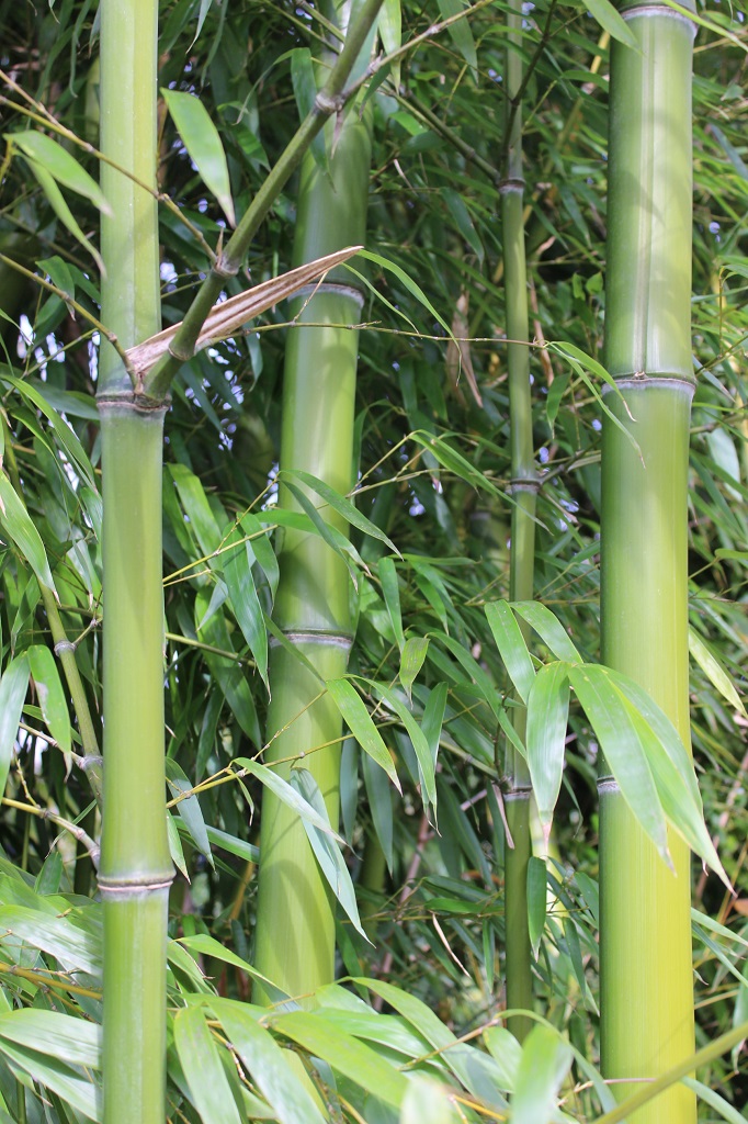Huangwenzhu3 Gelber Furchen Bambus, Phyllostachys vivax Huangwenzhu