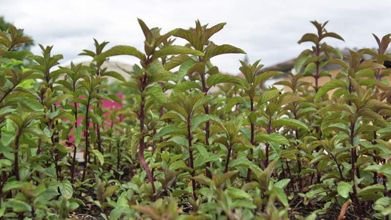 mentha-piperita_bambuswald Pfefferminze, Mentha piperita