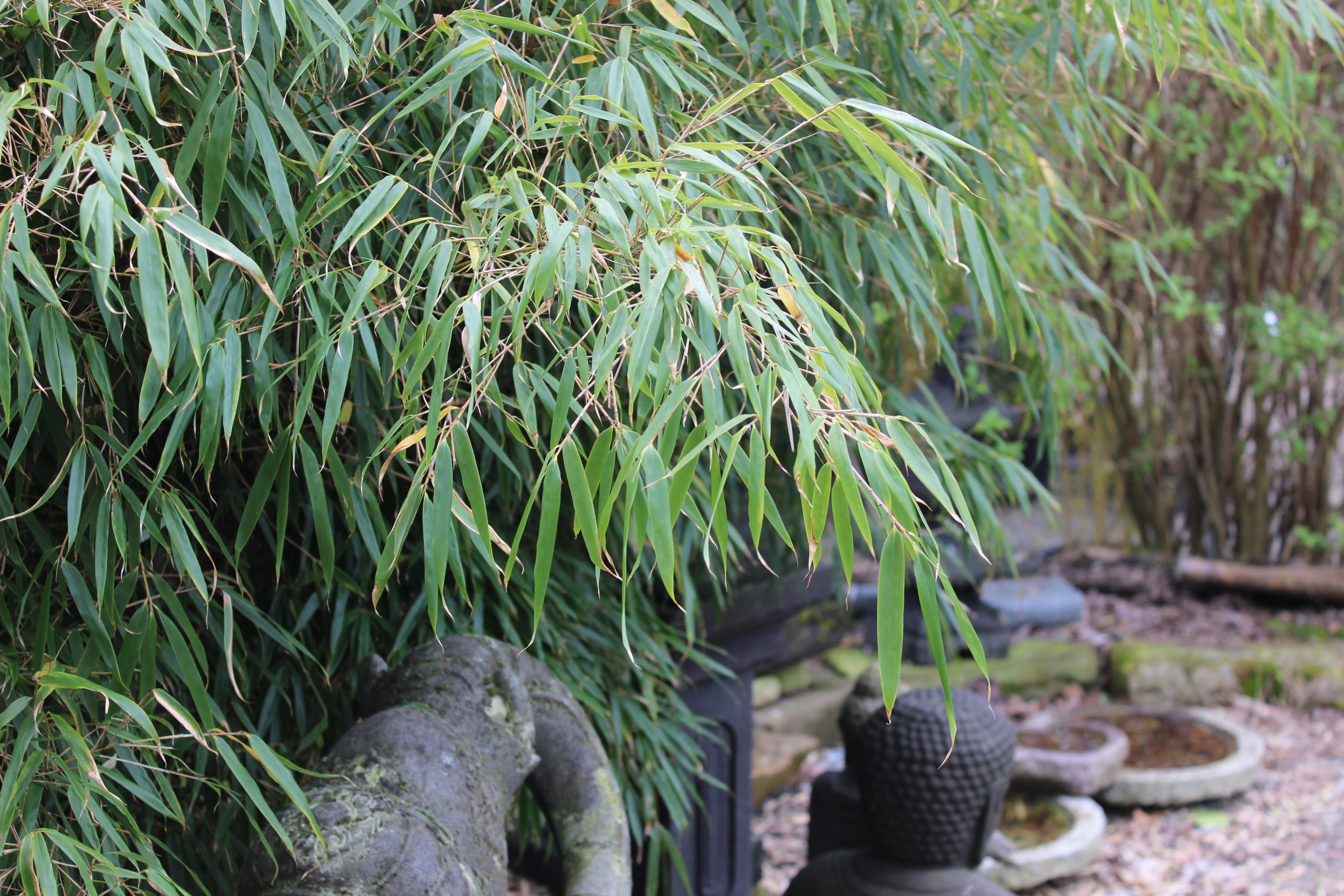 Rufa2 Universaler Gartenbambus Fargesia rufa