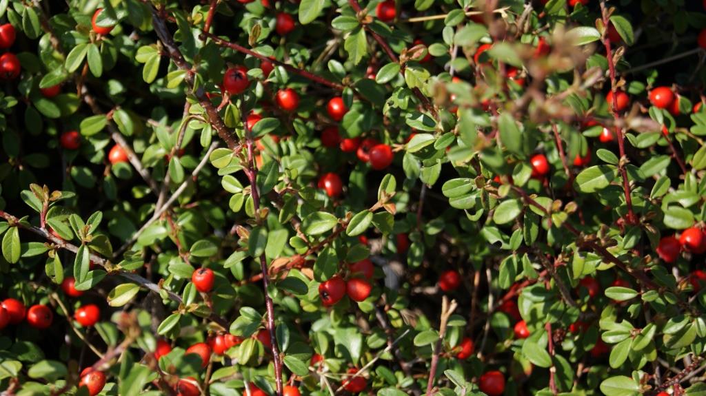 cotoneaster-3 Teppichmispel, Cotoneaster dammeri radicans