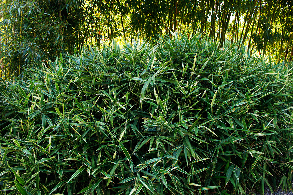 sasa-albostriata-1 Zwergbambus Sasa masamuneana Albostriata
