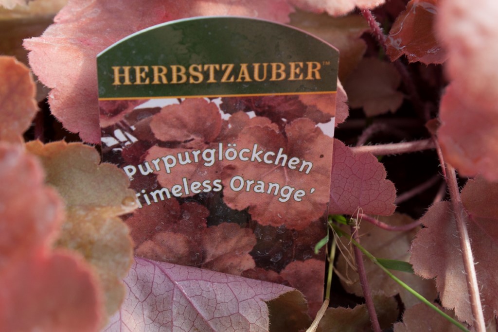 _MG_0577-289-Andere Purpurglöckchen, Heuchera Timeless Orange