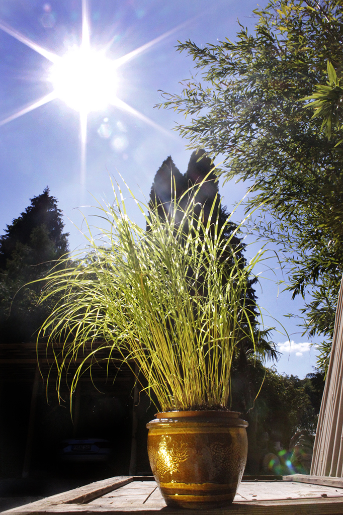 Zwerg - Zebragras, Miscanthus sinensis Little Zebra