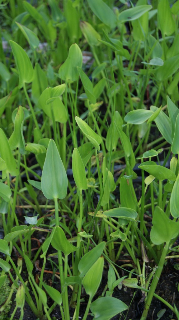 herzbl-ttrige-hechtkraut-pontederia-cordata Pontederia cordata, Hechtkraut