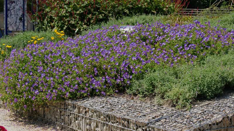 Storchenschnabel, Geranium in Sorten