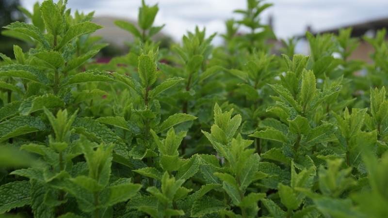 Marokkanische Minze, Mentha spicata var. crispa ,Marokko’