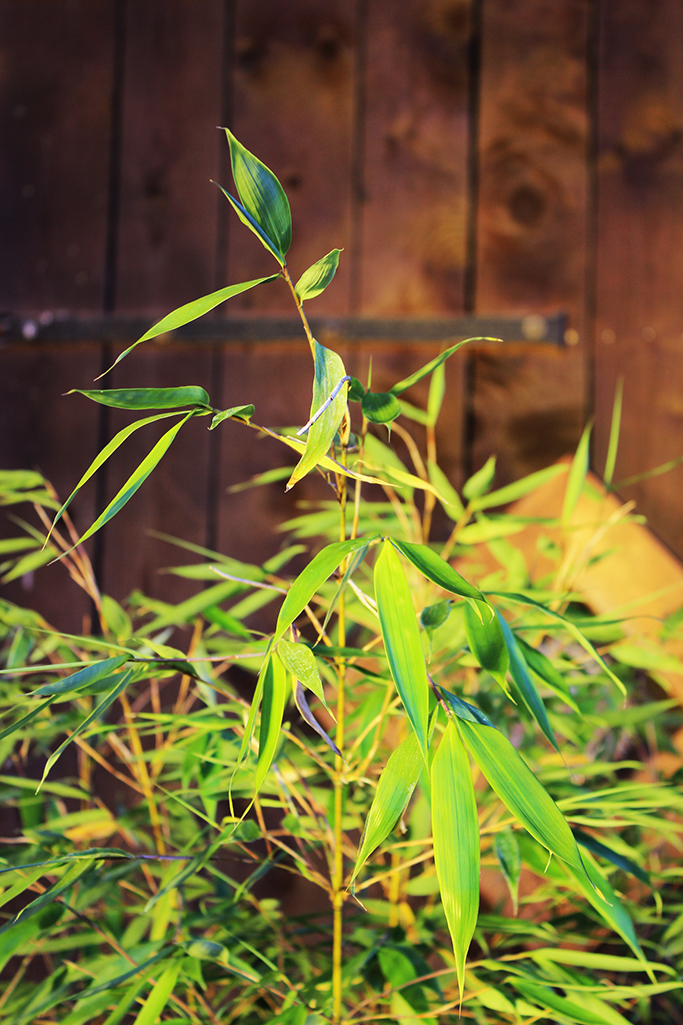 IMG_0022YmpZ9qmjMgk37 Fargesia robusta Robusta