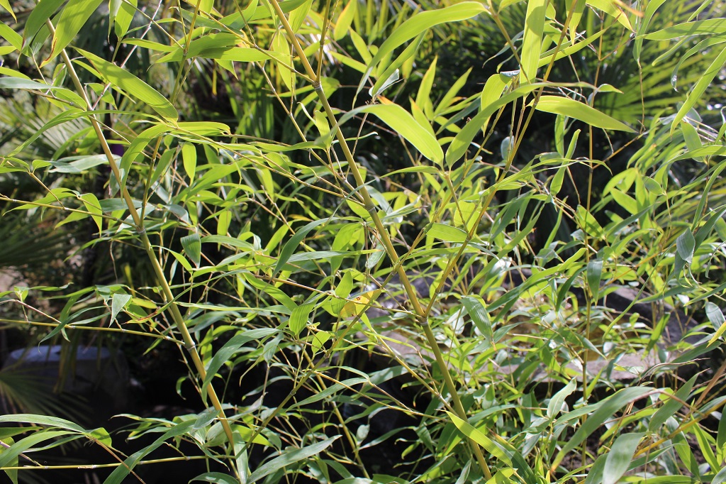 Phyll-flavesens-Inversa2 Phyllostachys aurea flavescens Inversa