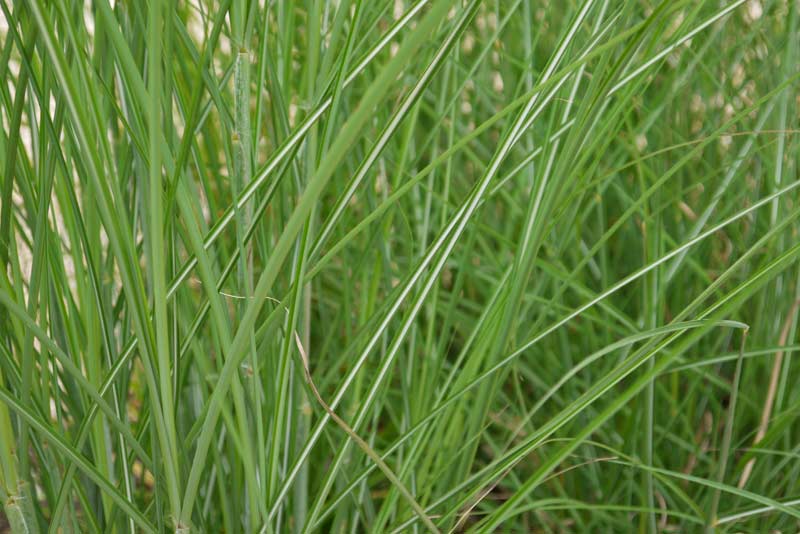 miscanthus-sinensis-gracillimus-chinaschilf-p1050256 Chinaschilf Eulalia, Miscanthus sinensis gracillimus