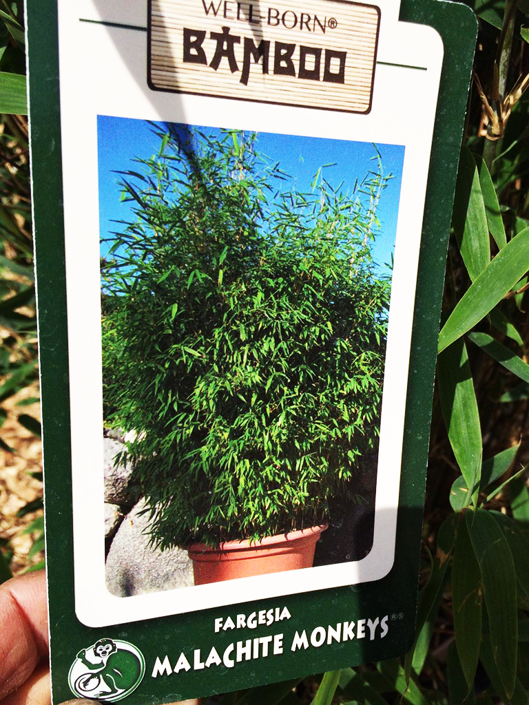 PHOTO-2021-04-26-11-40-15 Fargesia Malachite Monkey