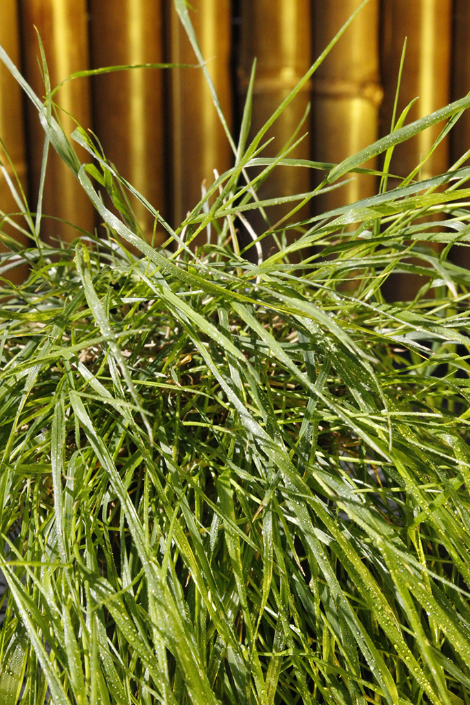 Hänge-Bambus, Agrostis stolonifera