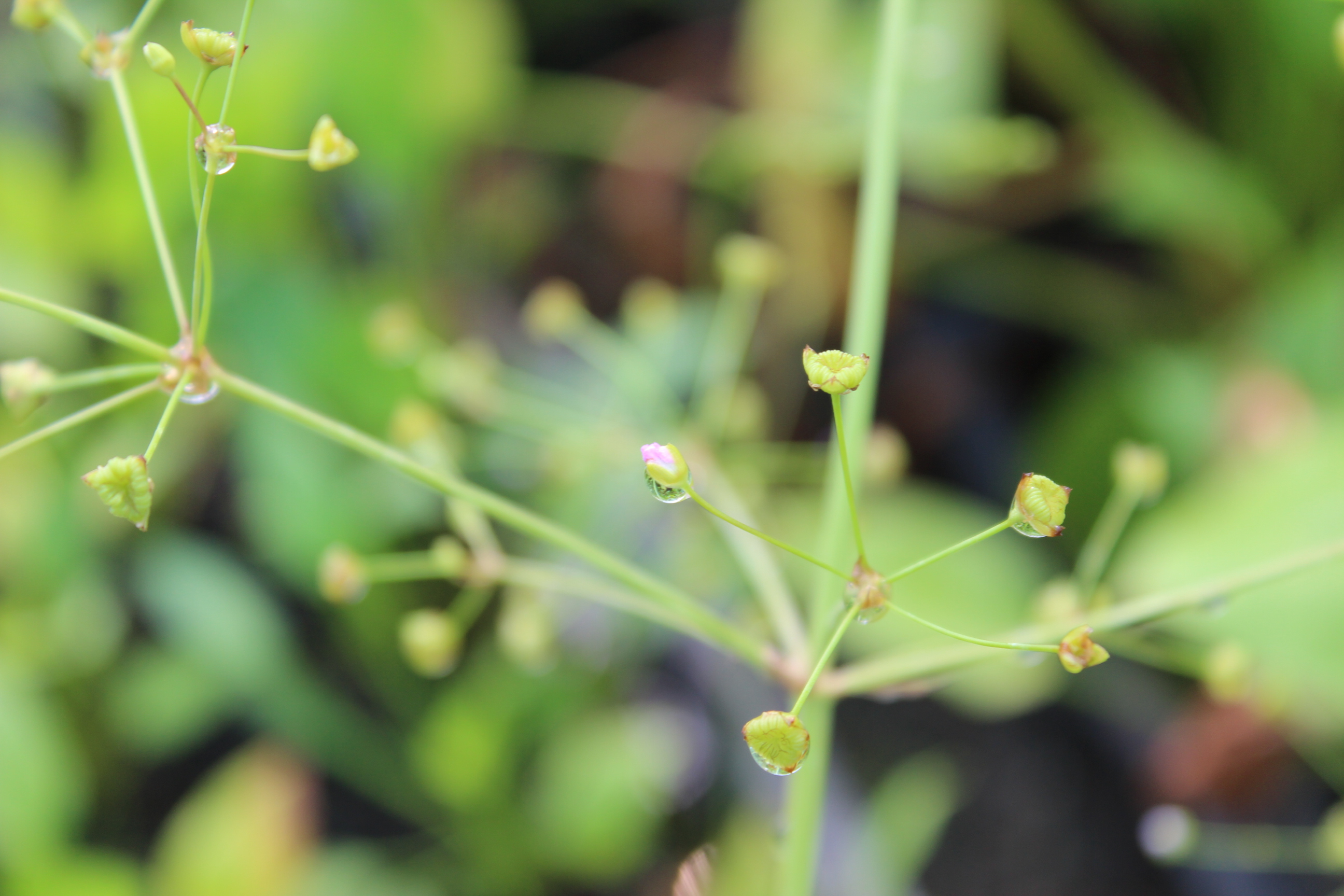 Alisma plantago-aquatica, Froschlöffel