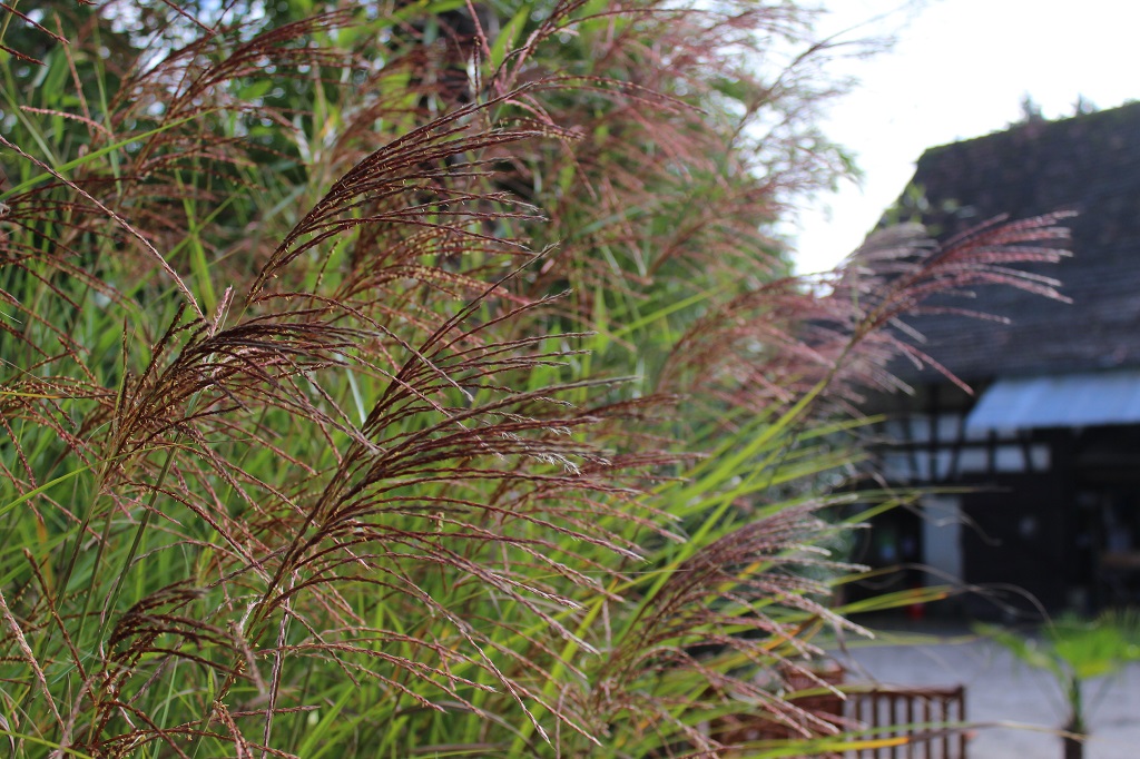 Gracilimus-2 Chinaschilf Eulalia, Miscanthus sinensis gracillimus