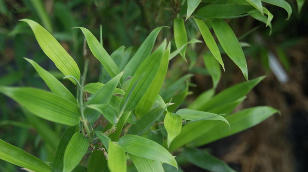 bm10018-2 Wasserbambus, Phyllostachys heteroclada ´Solidstem´