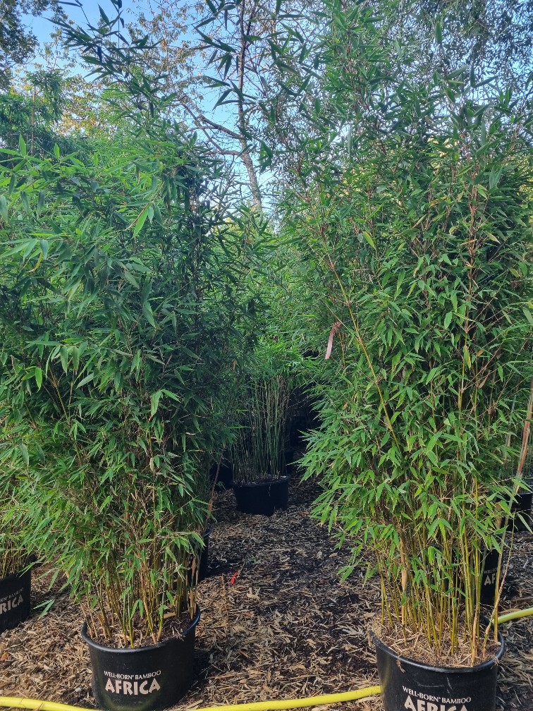 Watcher-of-the-skies-2 Fargesia Watcher of the Skies