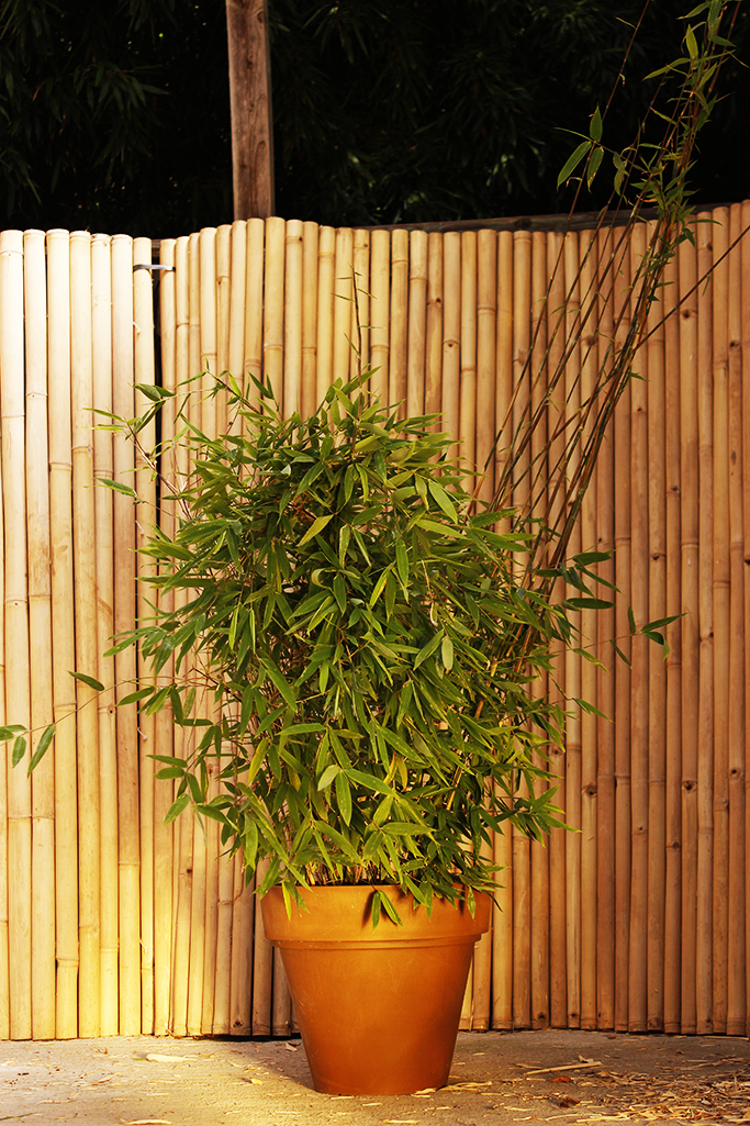 _MG_0002iDGI4jDCrHAIB Wikingerbambus, Fargesia nitida Viking