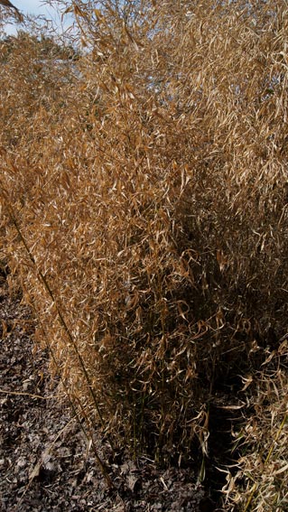 fragesia-robusta-winterschaden250fc0ae065e30