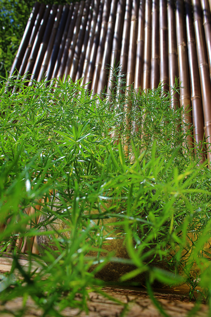 IMG_0019 Zierspargel - Asparagus densiflorus