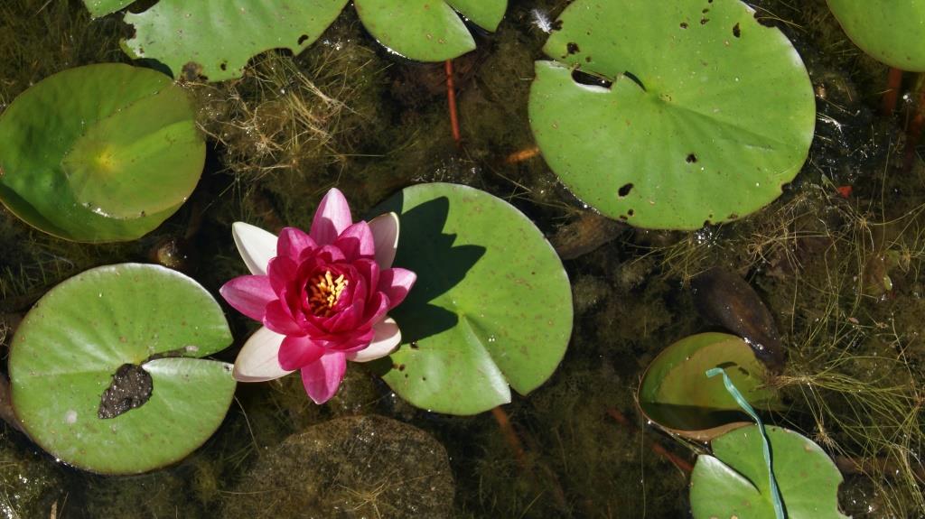 rote-seerose Nymphaea x cult.Attraction