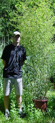 phyllostachys-bissetii-17-l Grüner Bambus, Phyllostachys bissetii