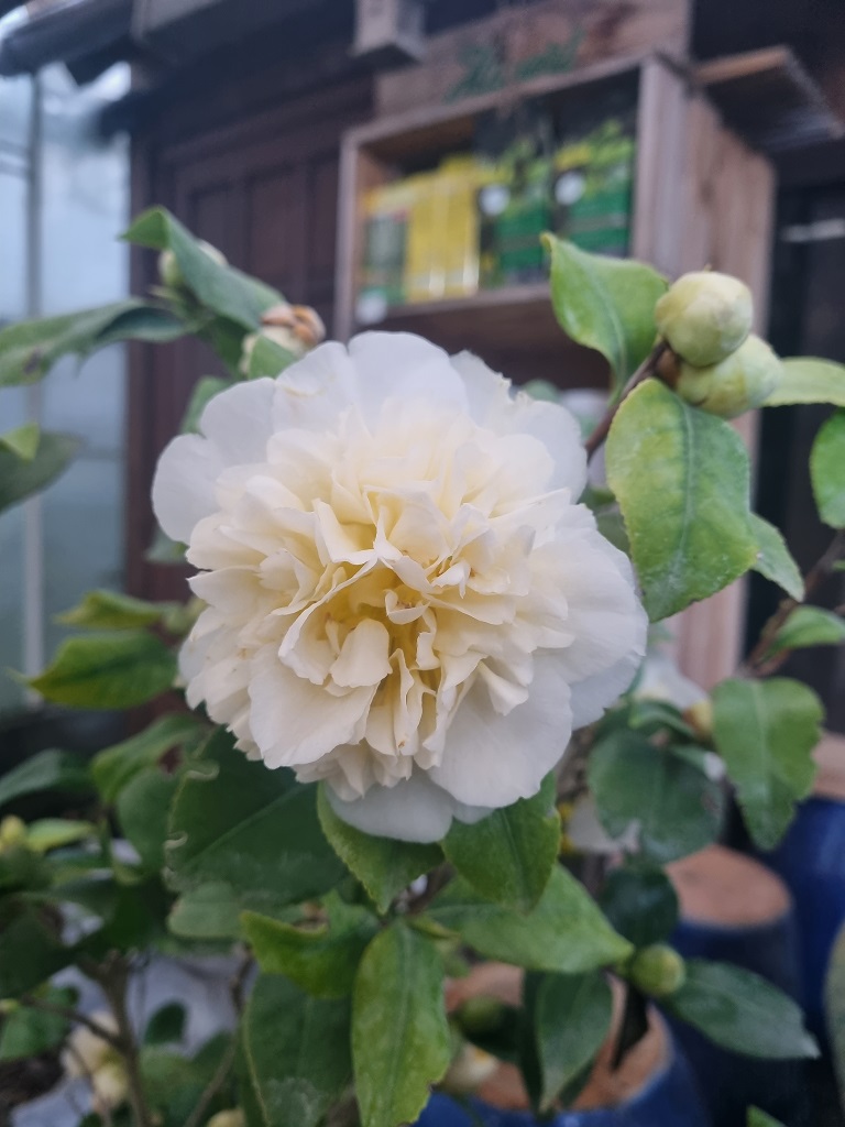 Camelia3ukZGH40I0VCJz Camellia japonica weiß - Kamelie mit weißen Blüten