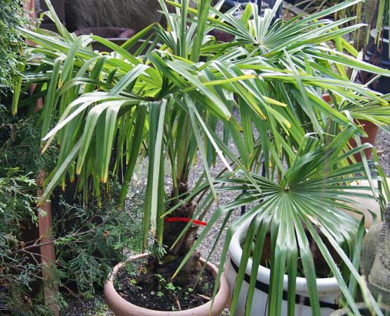 trachycarpus-fortunei_bambuswald Winterharte Hanfpalme, Trachycarpus fortunei