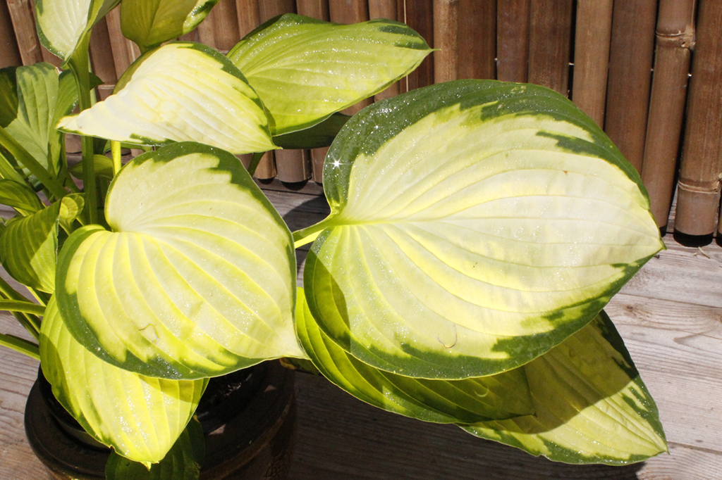 Gelbgruen_MG_0003 Gelbgrüne Funkie, Hosta x fortunei Gold Standard