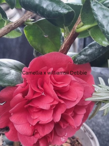 Camellia japonica rosa, Kamelien mit rosa Blüten Camellia japonica rosa, Kamelien mit rosa Blüten