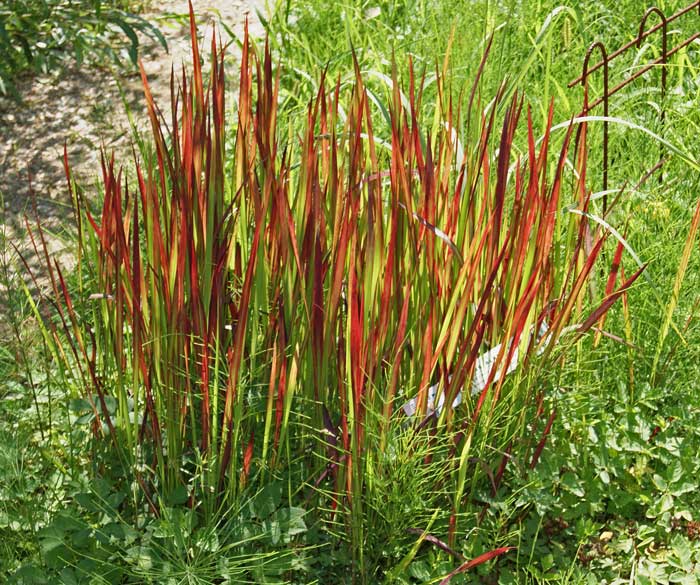 imperata-cylindrica-red-baron-rotes-gras Japanisches Blutgras, Imperata cylindrica Red Baron