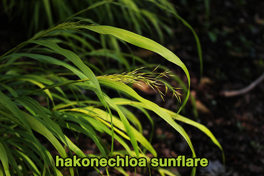 9-hakonechloa-sunflair Japangras, Hakonechloa macra in Sorten
