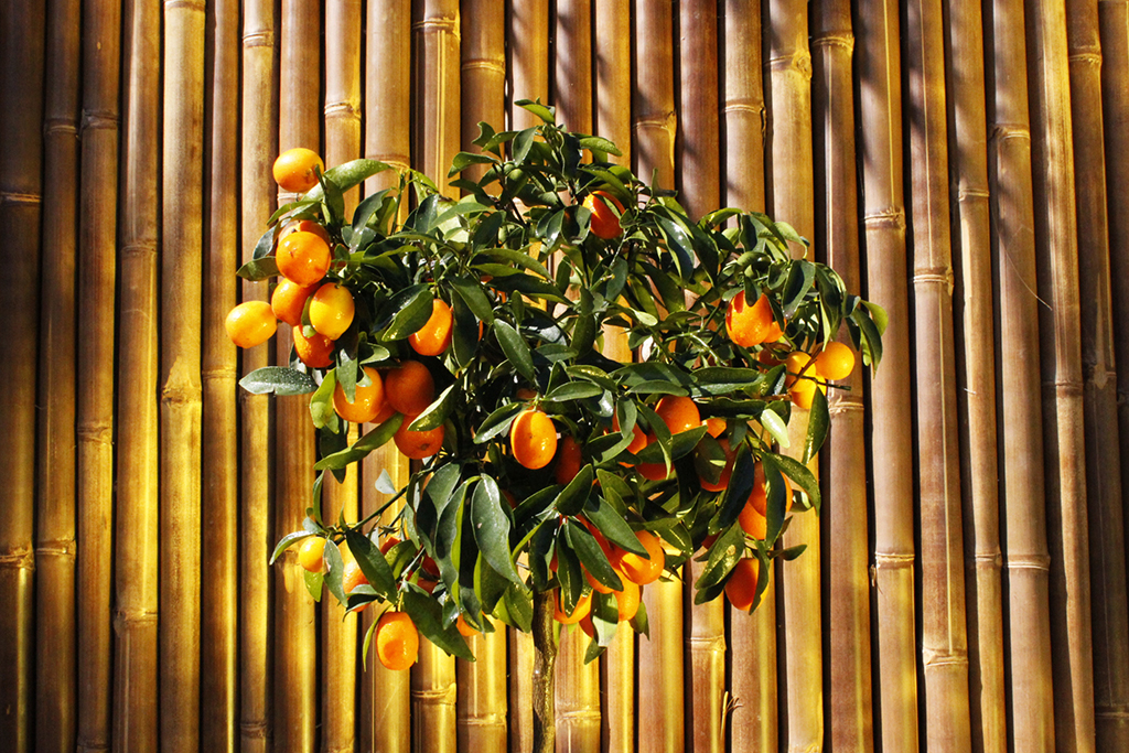 _MG_0039IhSIxhOHvgMvN Citrofortunella mitis, Calamondin