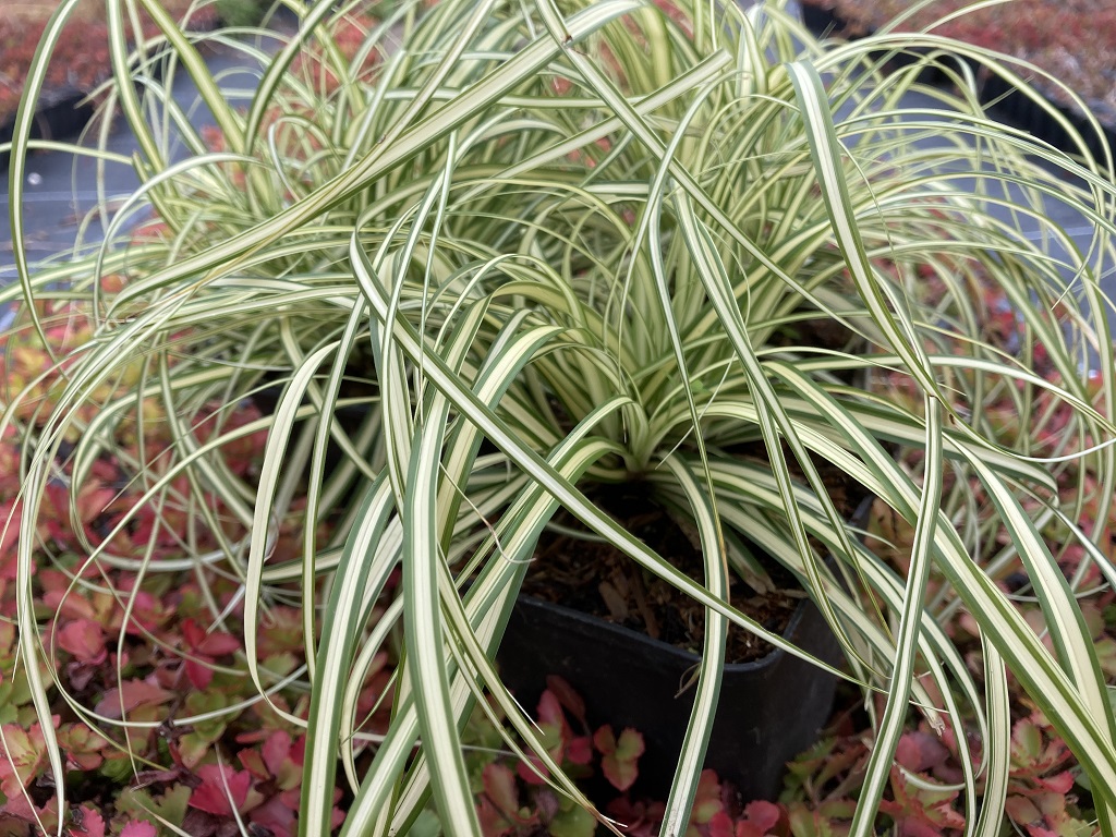Gelbgrüne Garten-Segge, Carex oshimensis Evergold