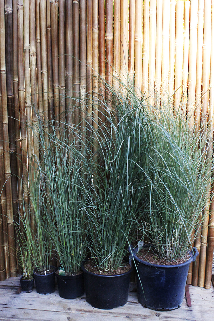Miscanthus-gracilimuslzTDKNjgtcBbF Chinaschilf Eulalia, Miscanthus sinensis gracillimus