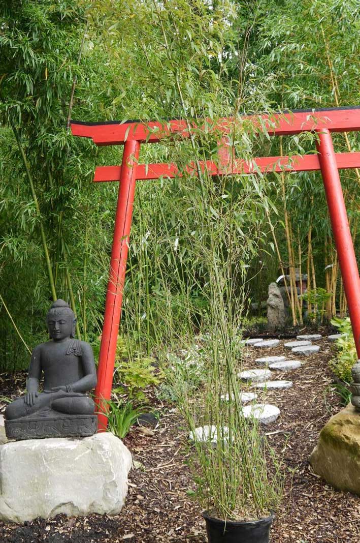 phyllostachys-nuda-bambuswald-3 Steinbambus, Phyllostachys nuda