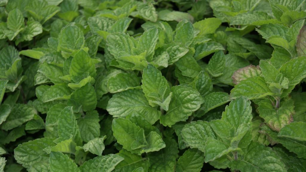 Grapefruit Minze, Mentha suaveolens x piperita