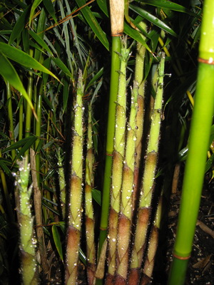 fargesia_robusta_campbell_3 Fargesia Robusta Campbell - Zebrabambus