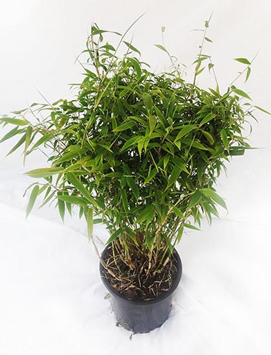 Fargesia-Bambi-N Niedriger Gartenbambus, Fargesia murielae Bambi