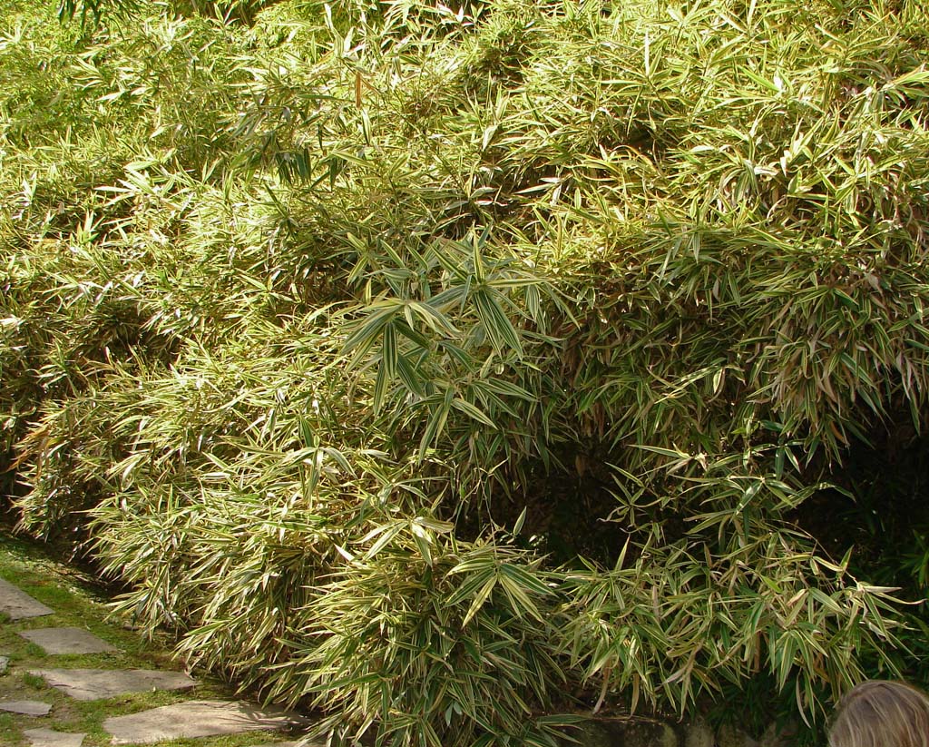 hibanobambusa-tranquillans-shiroshima Buntblättriger Hibanobambusa tranquillans Shiroshima