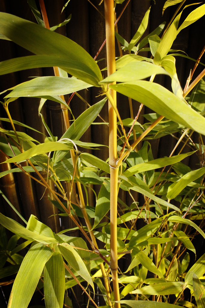 Neu-Phyllostachys-aurea-holochrysa6 Orangerohr Bambus - Phyllostachys aurea holochrysa