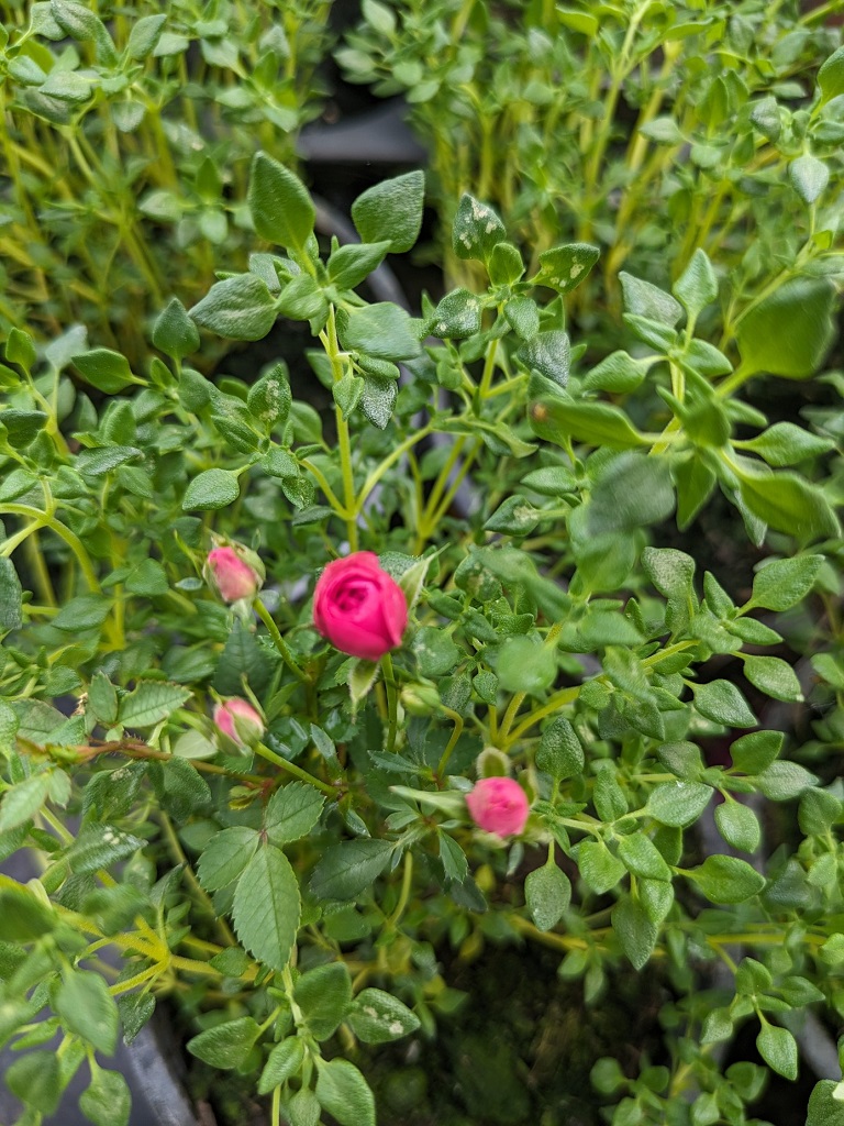 Rosenthymian2 Rosenduftthymian, Thymus vulgaris ´Rosenthymian´