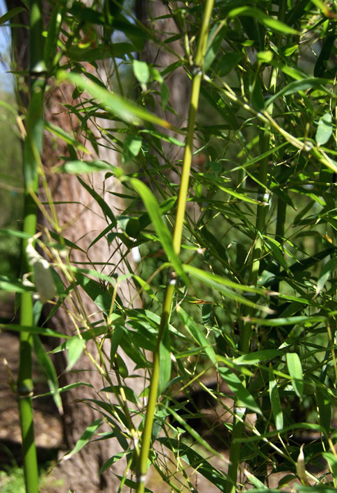 phyllostachys-aurea-bambuswald-3 Goldrohr Bambus, Phyllostachys aurea