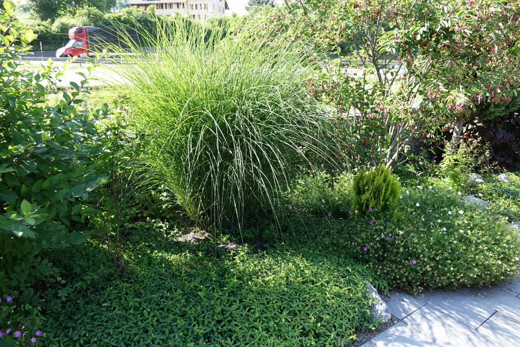 Miscanthus-gracillimus-mit-Unterpflanzung-Vinca Chinaschilf Eulalia, Miscanthus sinensis gracillimus