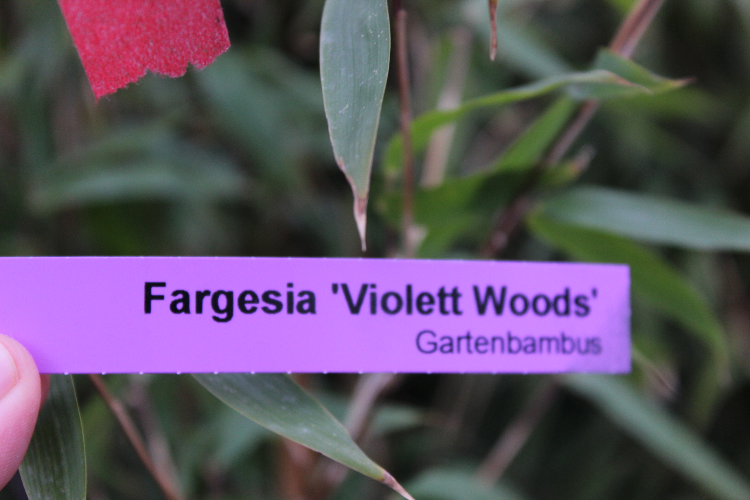 IMG_8843 Fargesia Violett Woods